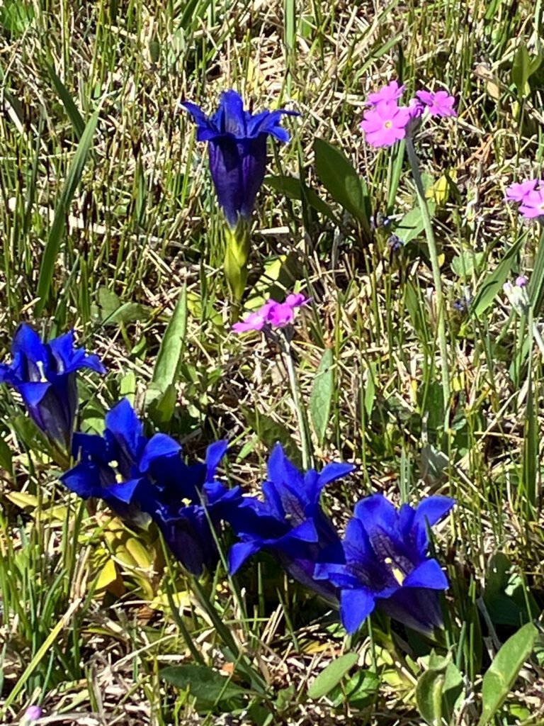 Herrsching-Wanderung 2026